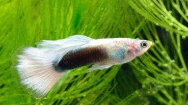 Guppy